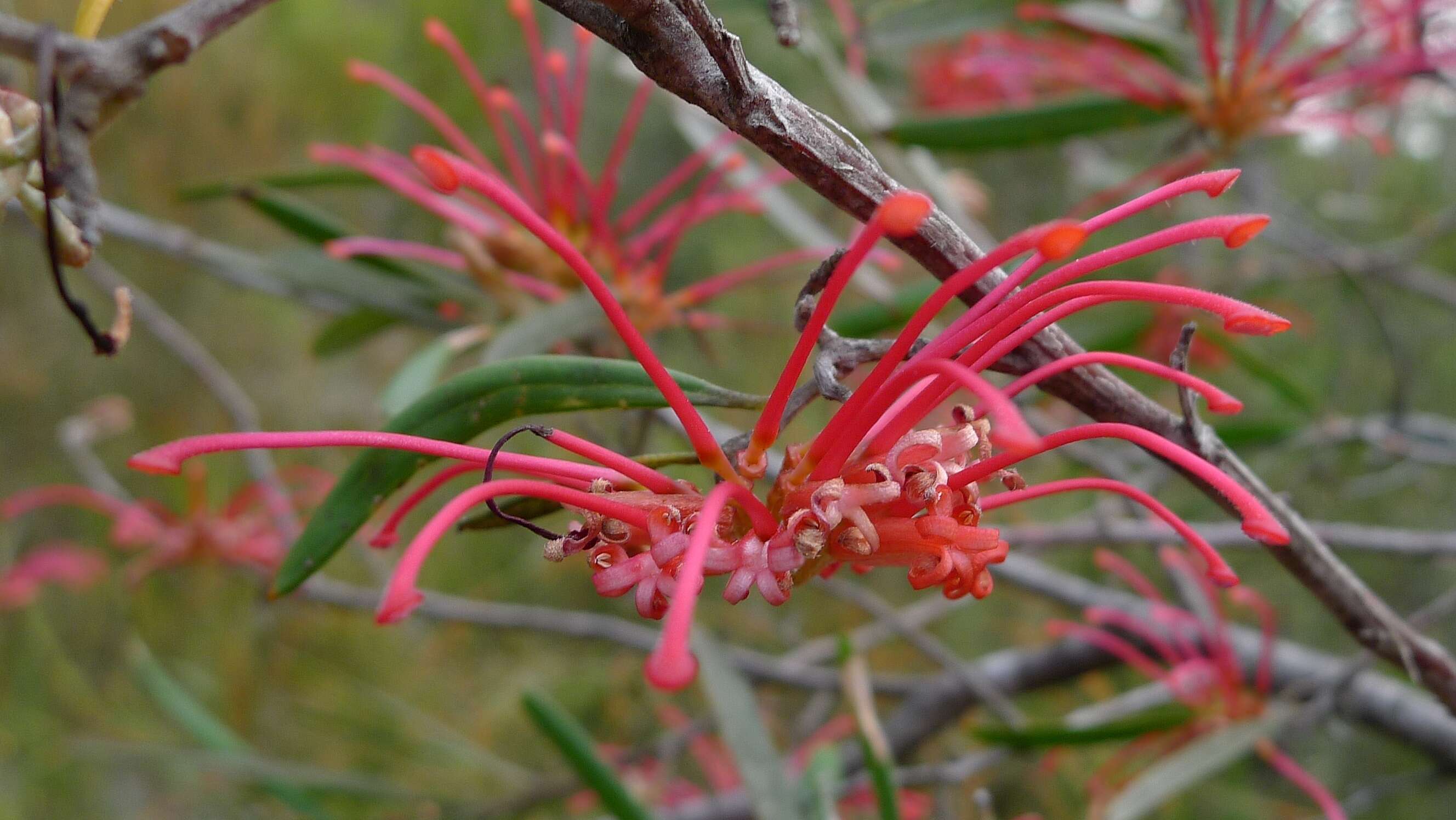 Image of Red Spider Flower