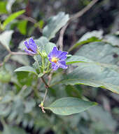 صورة Lycianthes pauciflora (Vahl) Bitter