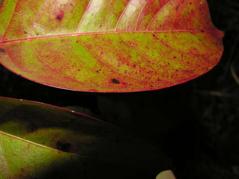 Image of Bursera standleyana L. O. Williams & Cuatrec.