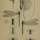 Image of Gryllacris rufovaria Kirby & W. F. 1888