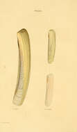 Image of Pharidae H. Adams & A. Adams 1856