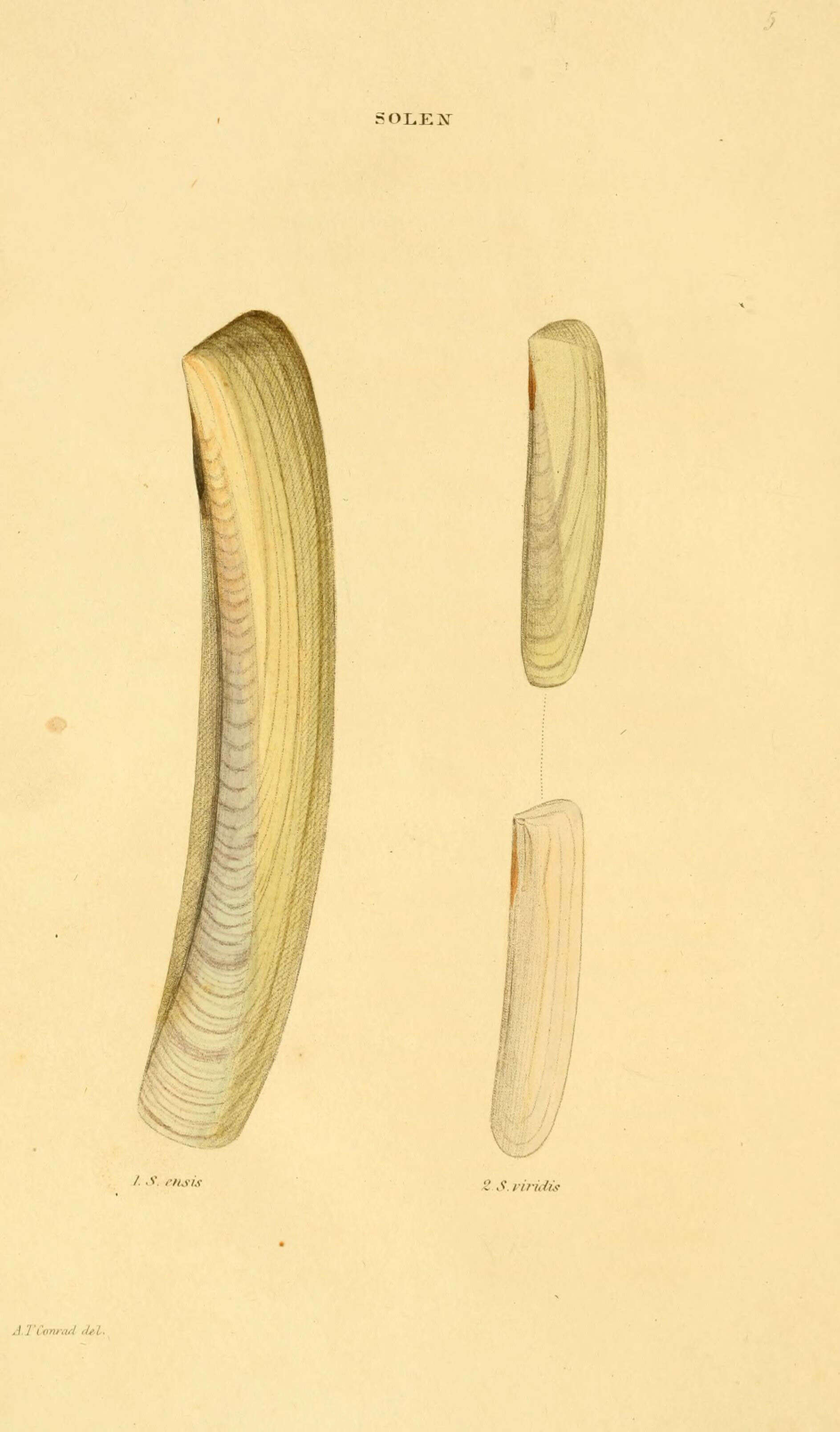 Image de Pharidae H. Adams & A. Adams 1856