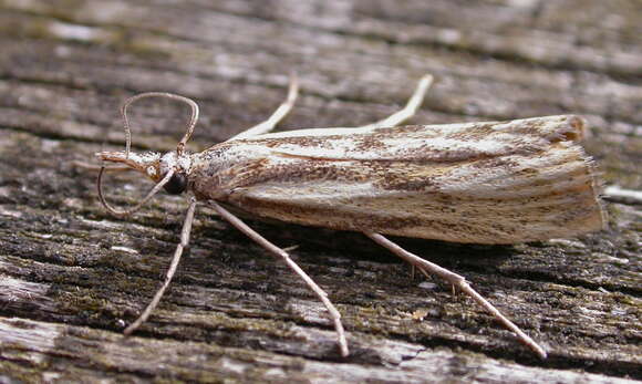 Image of Agriphila