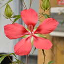 Image of Scarlet Rose-Mallow