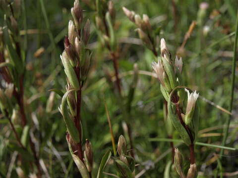 Image of autumn dwarf gentian