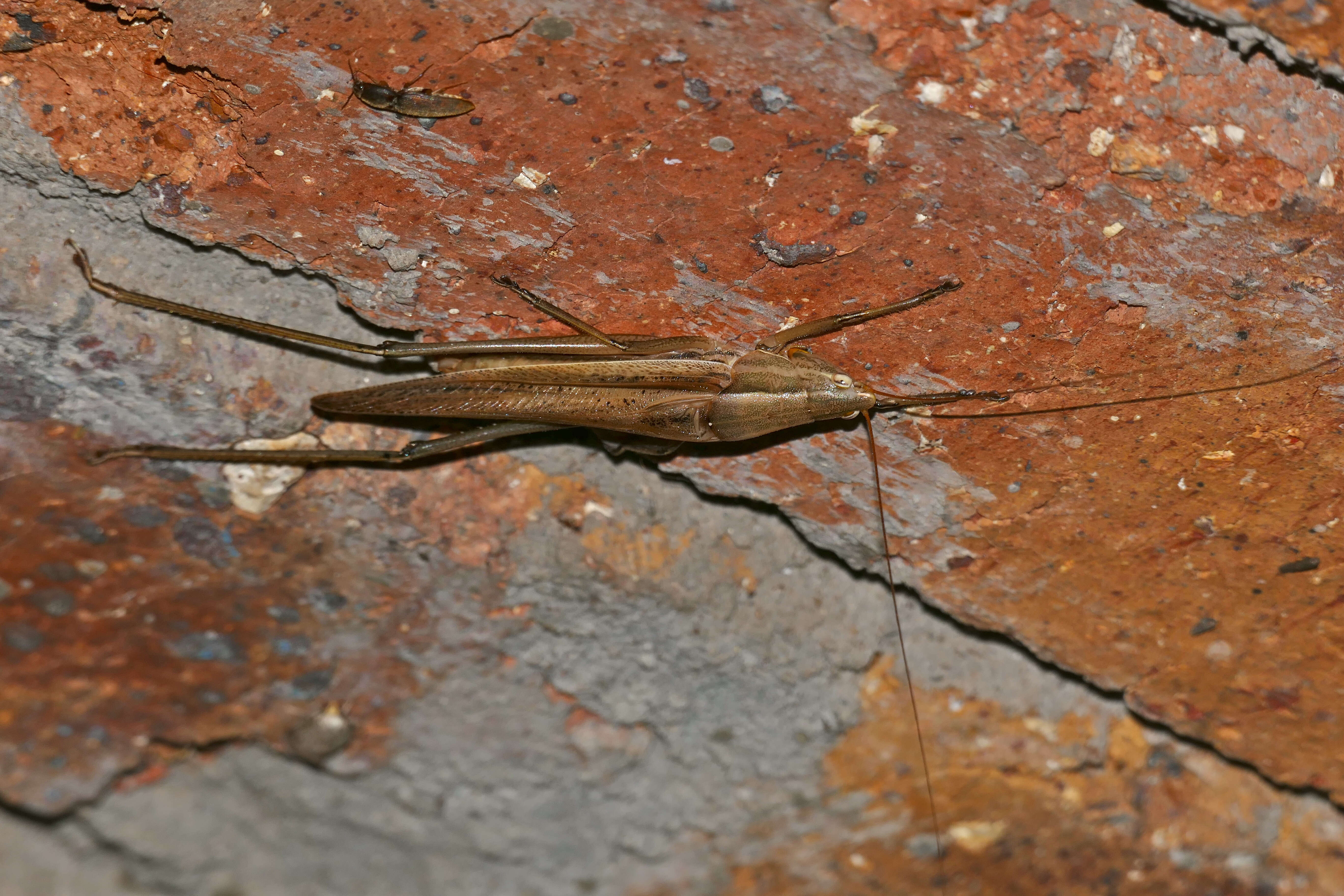 Plancia ëd Ruspolia consobrina (Walker & F. 1869)