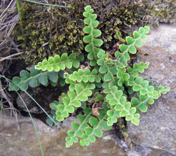 Plancia ëd Asplenium ceterach subsp. ceterach