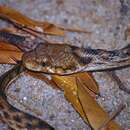 Image of Madagascar Night Snake