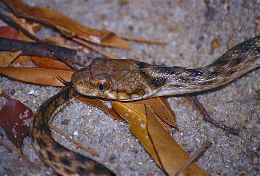 Image of Madagascarophis Mertens 1952