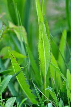 Imagem de Sonchus maritimus subsp. aquatilis (Pourr.) Nym.