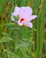 Image of swamp rosemallow