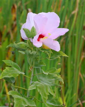 Hibiscus grandiflorus Michx.的圖片