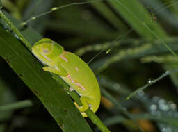 Image of chameleons