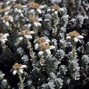 Image of South Island Edelweiss