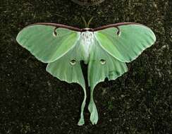 Image of Actias Leach 1815