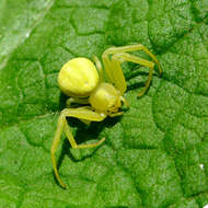 Image of Flower Crab Spiders