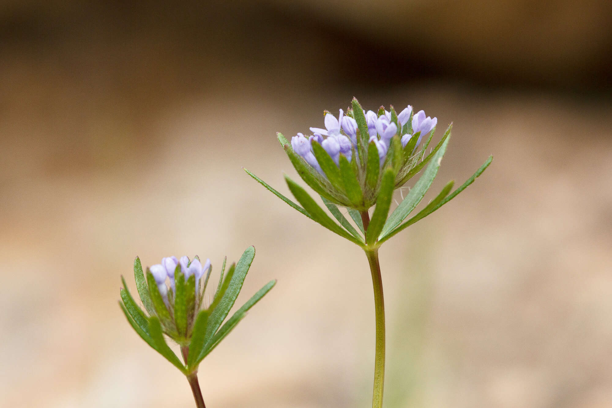 Image de Asperula arvensis L.