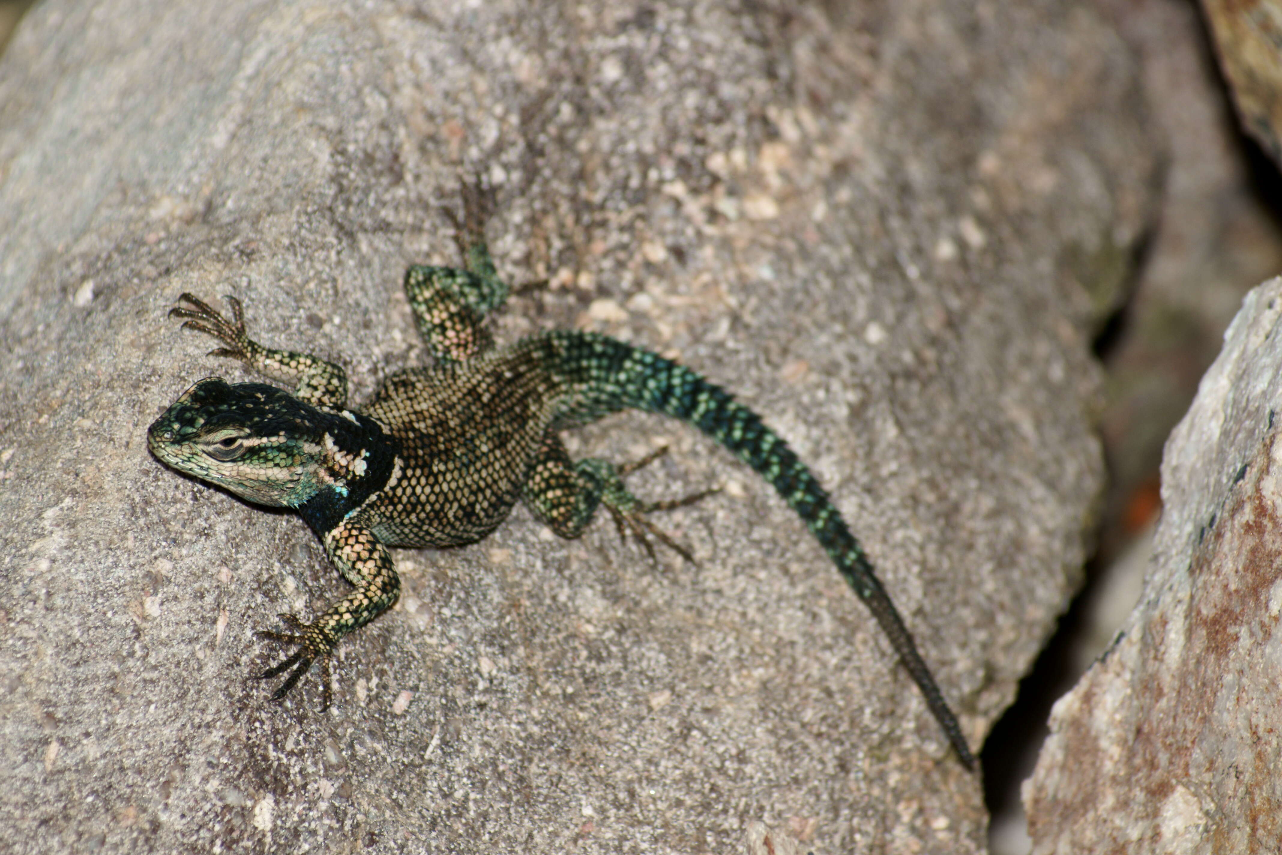 Image of Duges' Spiny Lizard