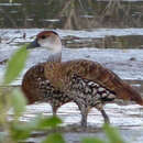 Image of Black-billed Wood-duck