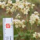 Image of dogtongue buckwheat