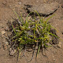 صورة Carex breviculmis R. Br.