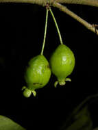 Image of <i>Eugenia cararaensis</i> Barrie & Q. Jiménez