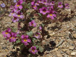 Plancia ëd Diplacus ovatus (A. Gray) G. L. Nesom