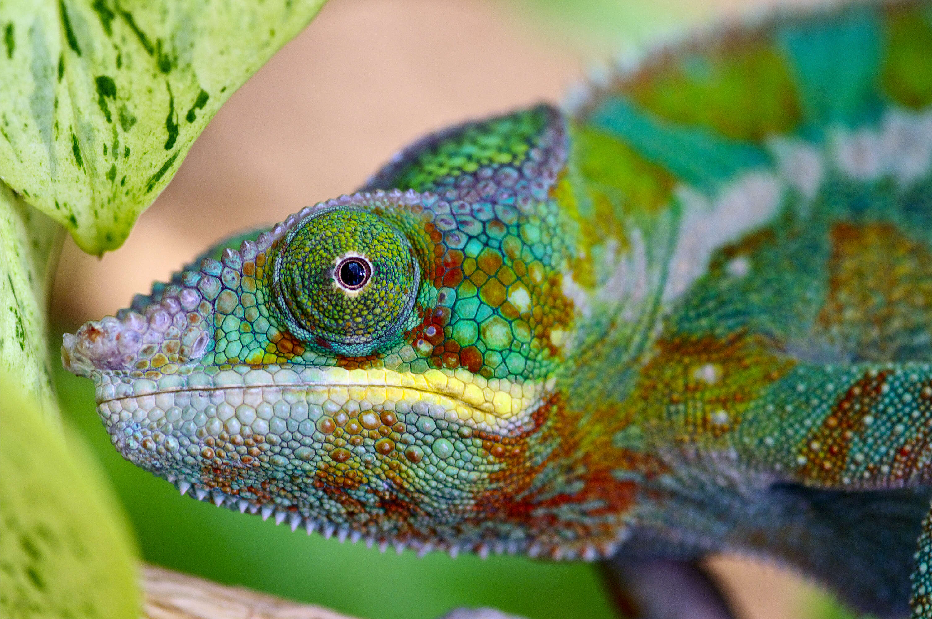 Image of Malagasy chameleons