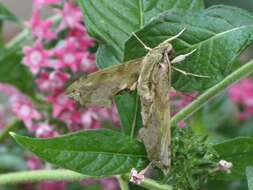 Image of Sphingidae