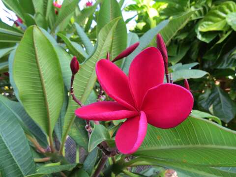 Image de Plumeria rubra L.