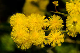 Acacia alata var. platyptera (Lindl.) Meisn.的圖片