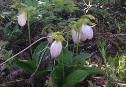 Слика од Cypripedium