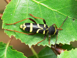 Image of Clytus arietis