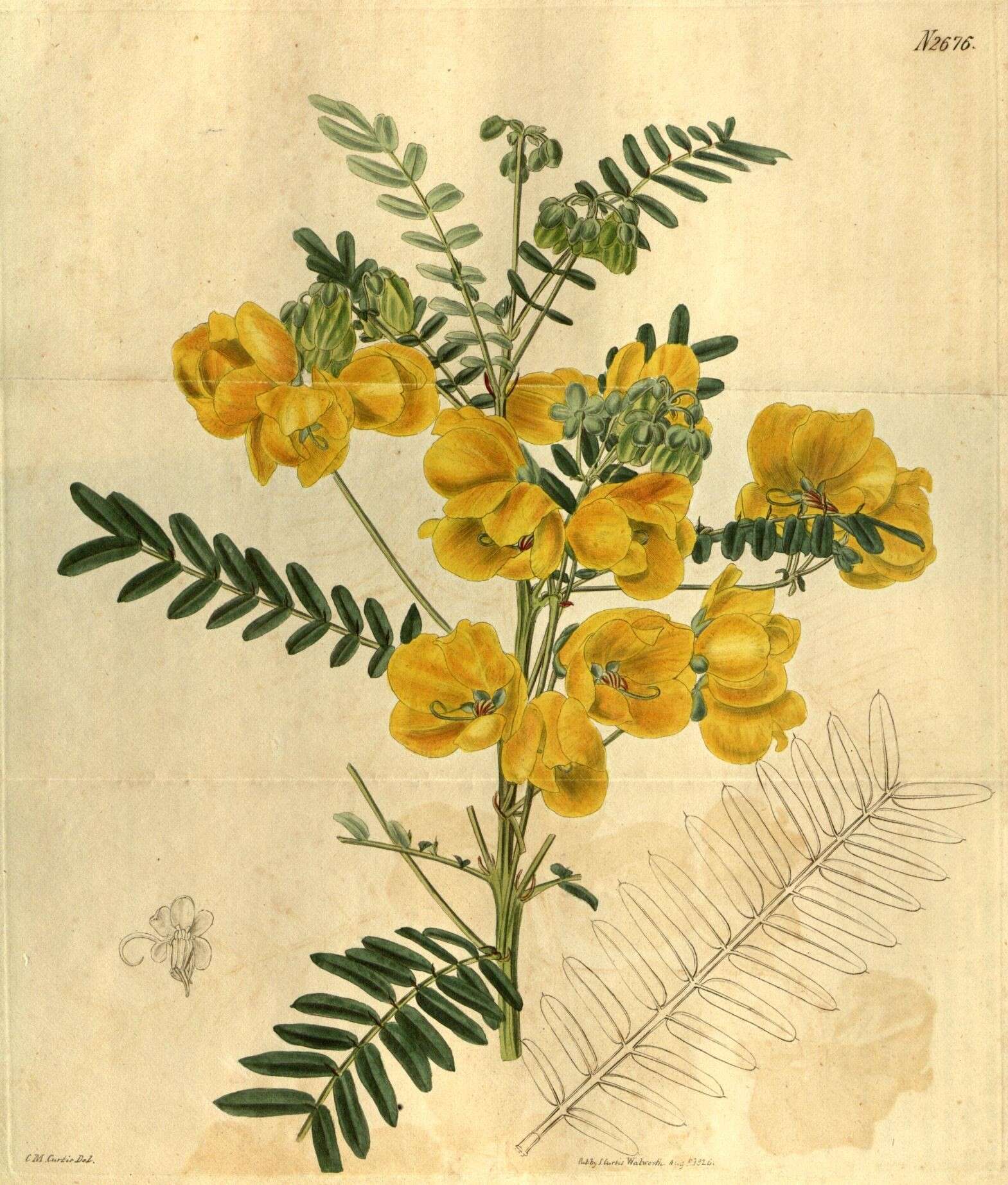 Image of Senna appendiculata (Vogel) Wiersema