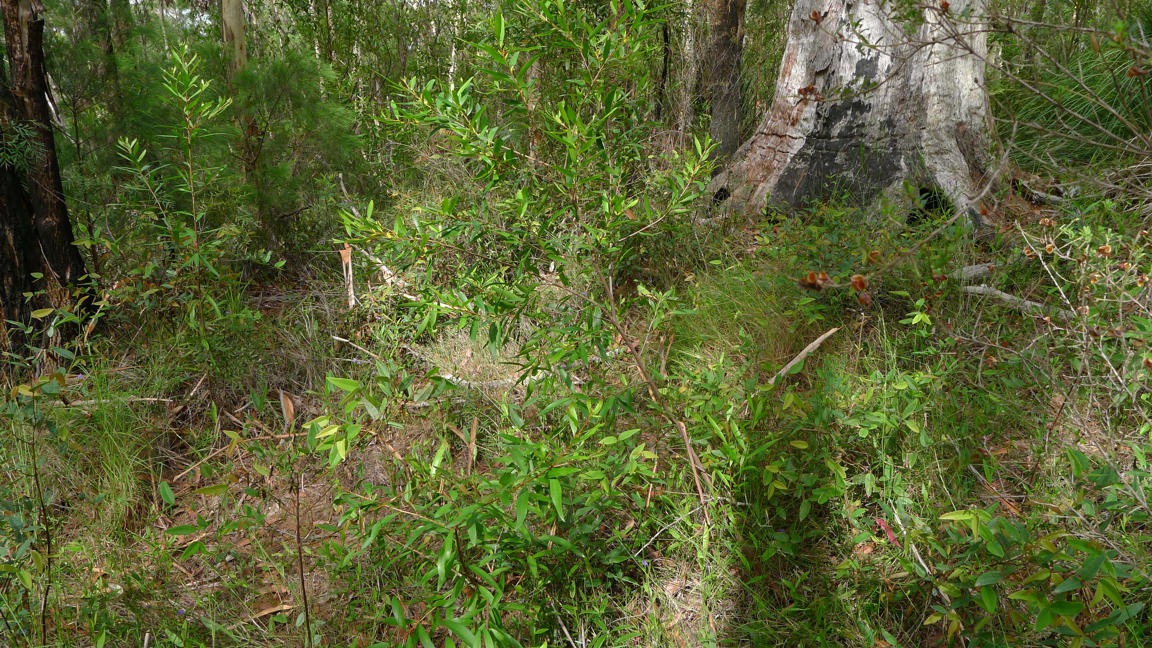 Plancia ëd Persoonia adenantha Domin