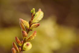 Imagem de Salix udensis Trautv. & C. A. Mey.