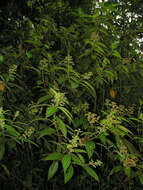 Image of Miconia lacera (Bonpl.) Naud.