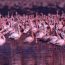 Image of Lesser Flamingo