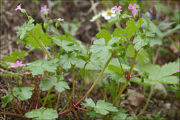 Image of shining geranium