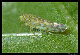 Image of Ligurian Leafhopper