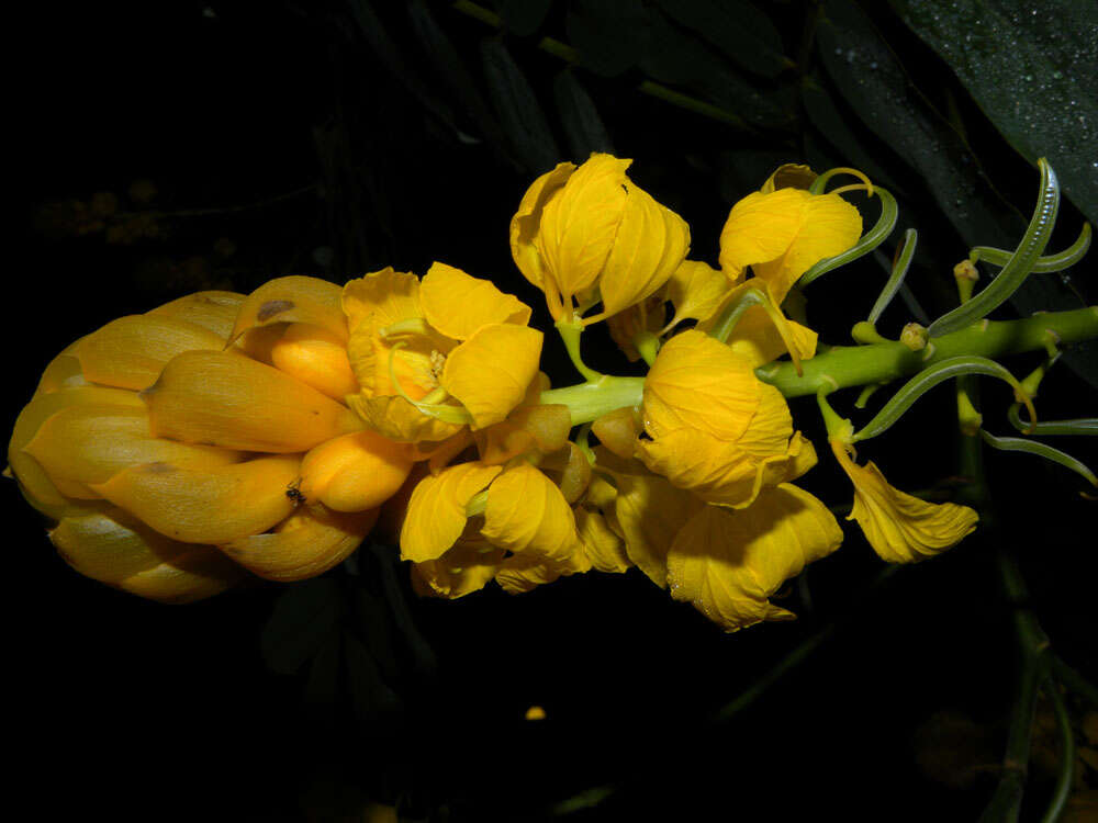 Image of Senna reticulata (Willd.) H. S. Irwin & Barneby