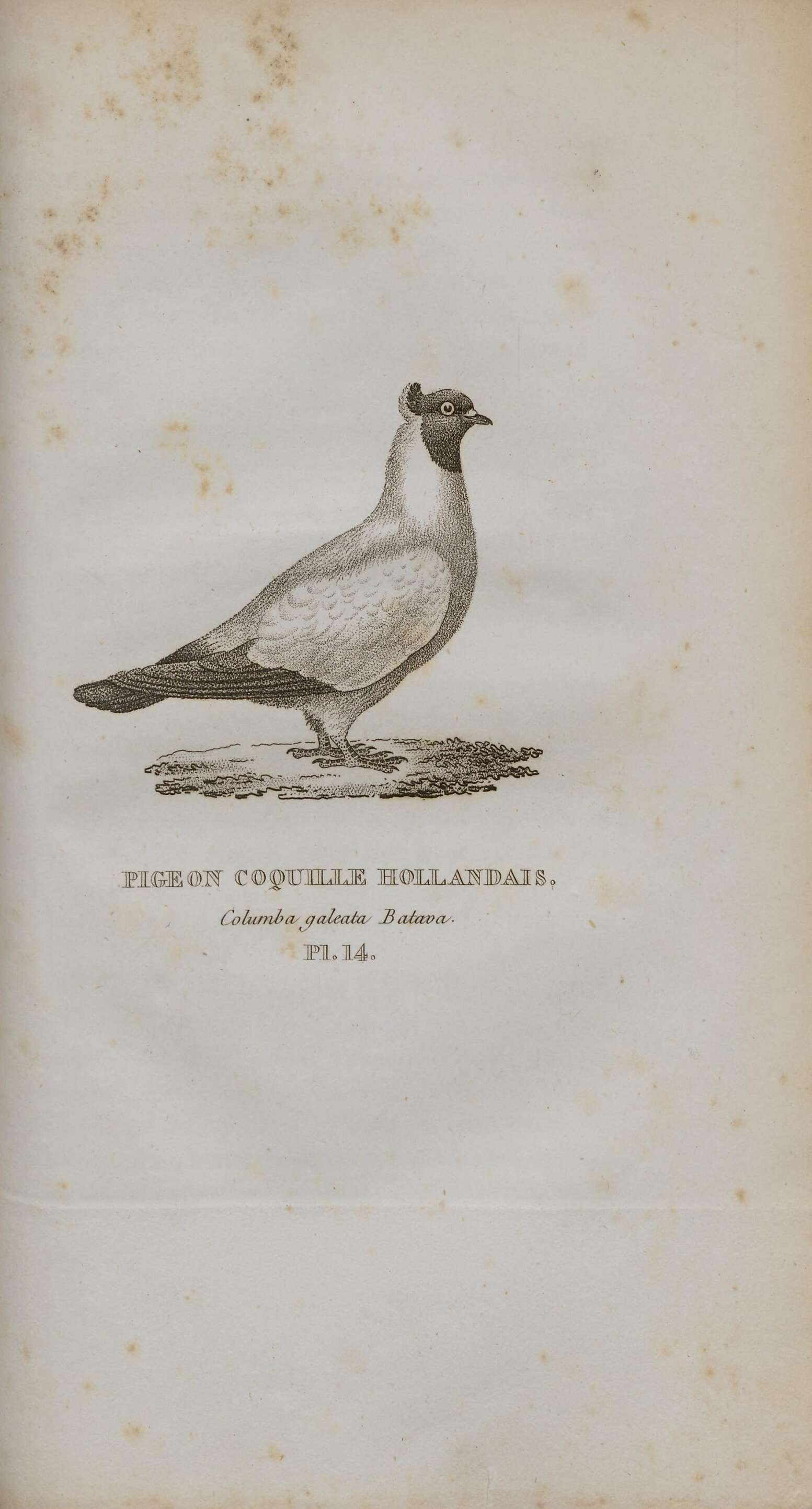 Image of Columba Linnaeus 1758