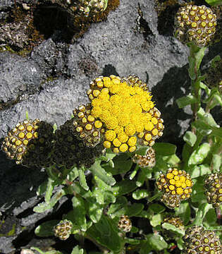 Image de Helichrysum basalticum Hilliard