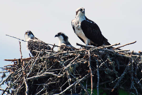 Image of ospreys