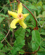 Imagem de Mandevilla subsagittata (Ruiz & Pav.) R. E. Woodson