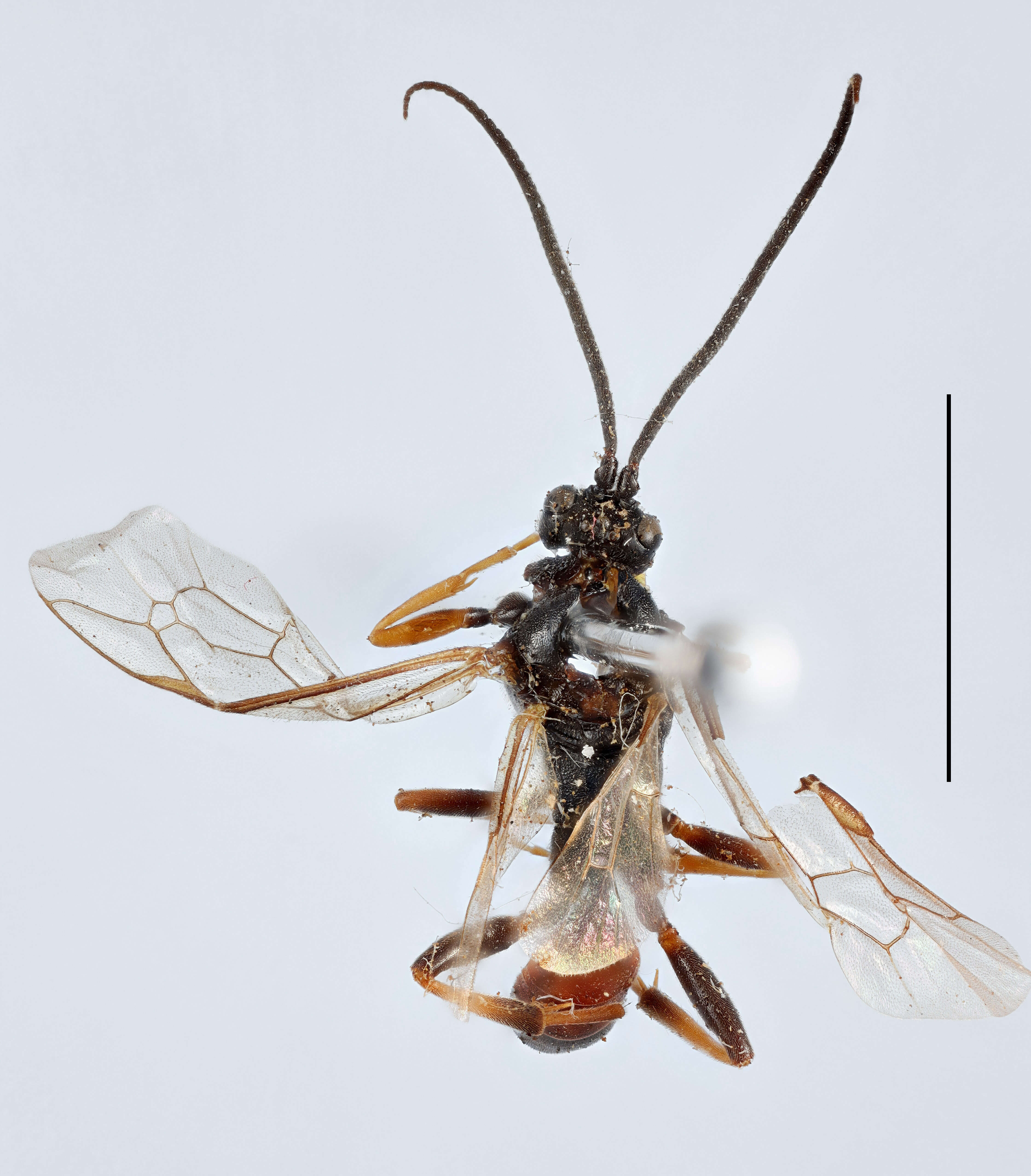 Image of Ichneumon eremitatorius Zetterstedt 1838