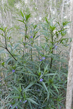 Image of Large Kangaroo Apple