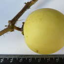 Image of Solanum palinacanthum Dun.