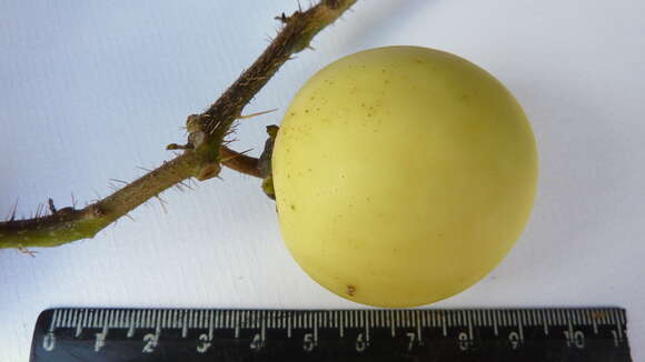 Image of Solanum palinacanthum Dun.