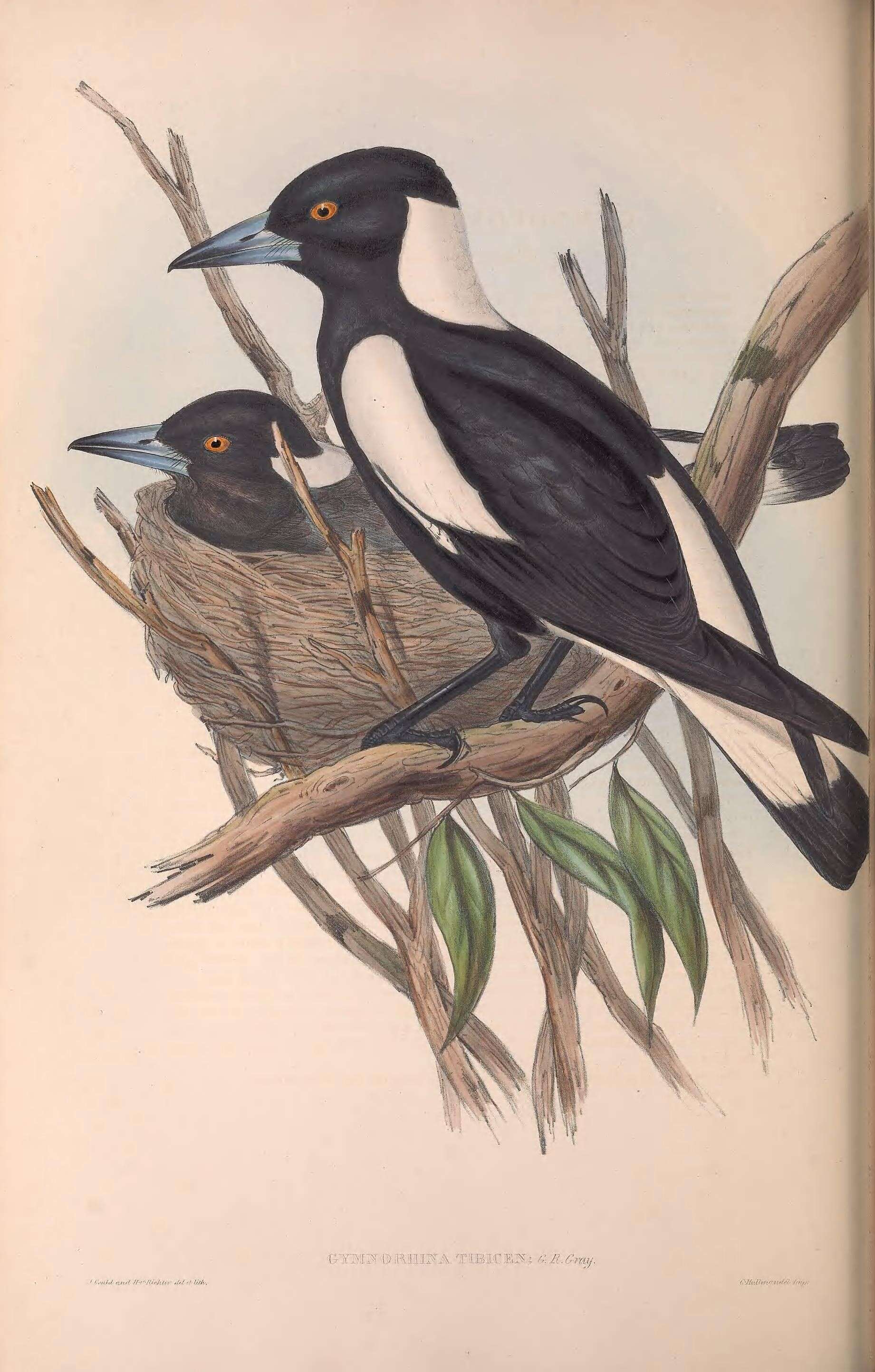 Image of Gymnorhina Gray & GR 1840